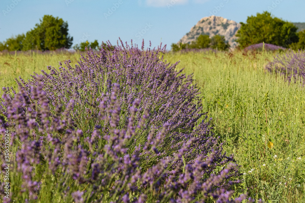 Landscape view of lavender field with trees in the background, lilac lavender fields surrounded by mountains Landscape view of lavender field with trees in the background, lilac lavender fields surrounded by mountains