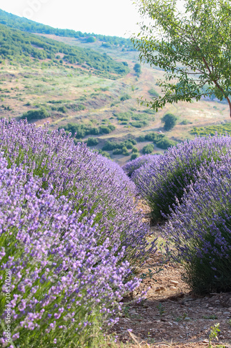 Landscape view of lavender field with trees in the background  lilac lavender fields surrounded by mountains