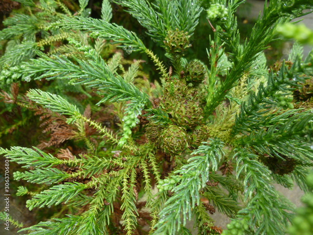 green palms and fir trees green palms and fir trees