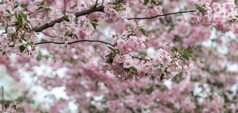 Blooming cherry - a symbol of the transience of life and the transience of being. Japanese sakura is a traditional symbol of female youth and beauty.Selective focus with shallow depth of field. Blooming cherry - a symbol of the transience of life and the transience of being. Japanese sakura is a traditional symbol of female youth and beauty.Selective focus with shallow depth of field.