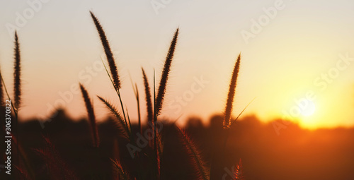 Beautiful scenery of the sunset over the flower meadow, Panoramic background