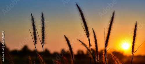 Beautiful scenery of the sunset over the flower meadow, Panoramic background