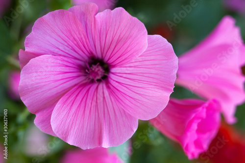 Pink lavatera (mallow) flowers
