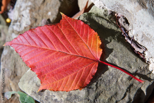 Close-up Acer rufinerve Snake-bark Maple leaf photo