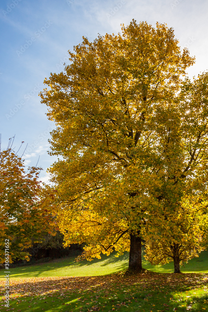 Naklejka premium Tulip tree (liriodendron tulipiferain) in East Grinstead
