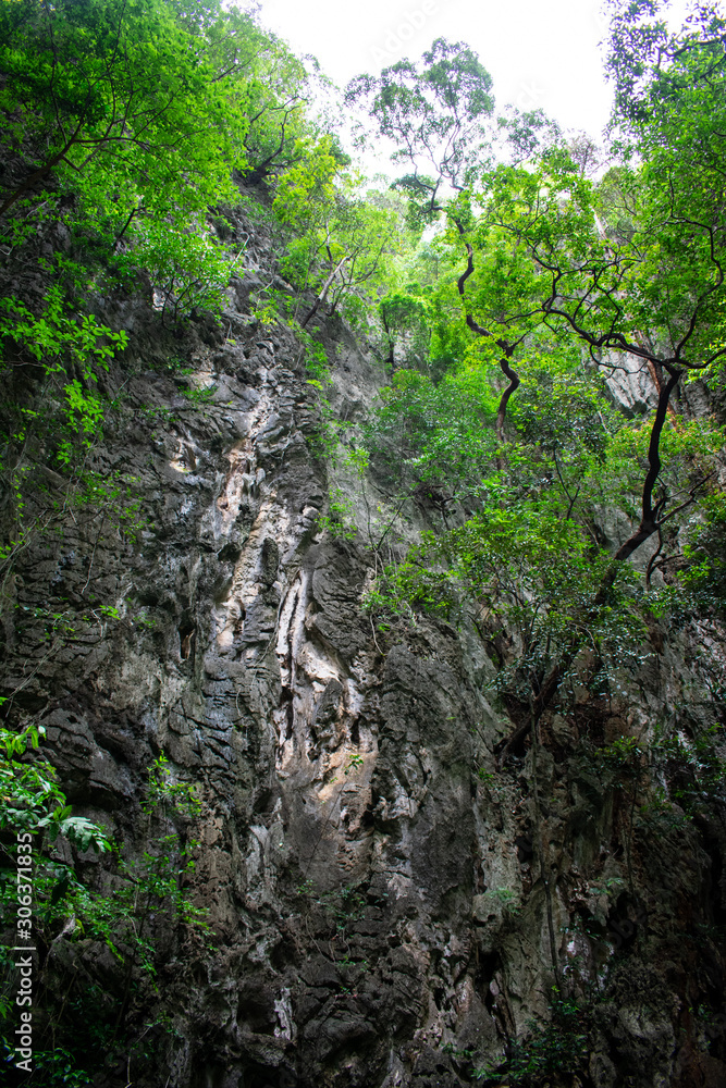 Fototapeta premium tropical trees on cliff in thailand