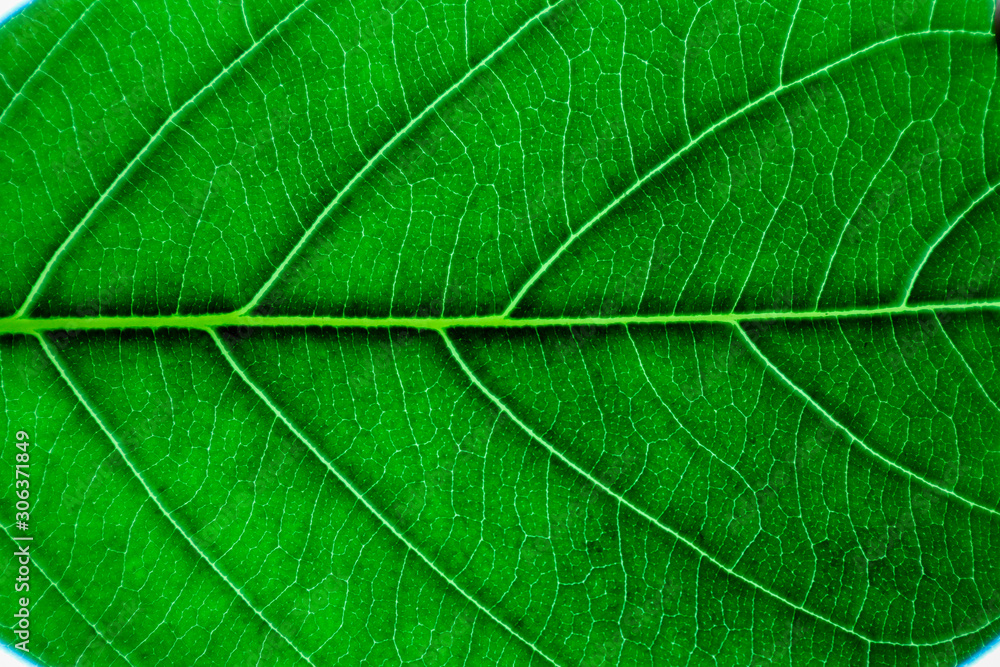 Texture and detail of green leaf. Texture and detail of green leaf.