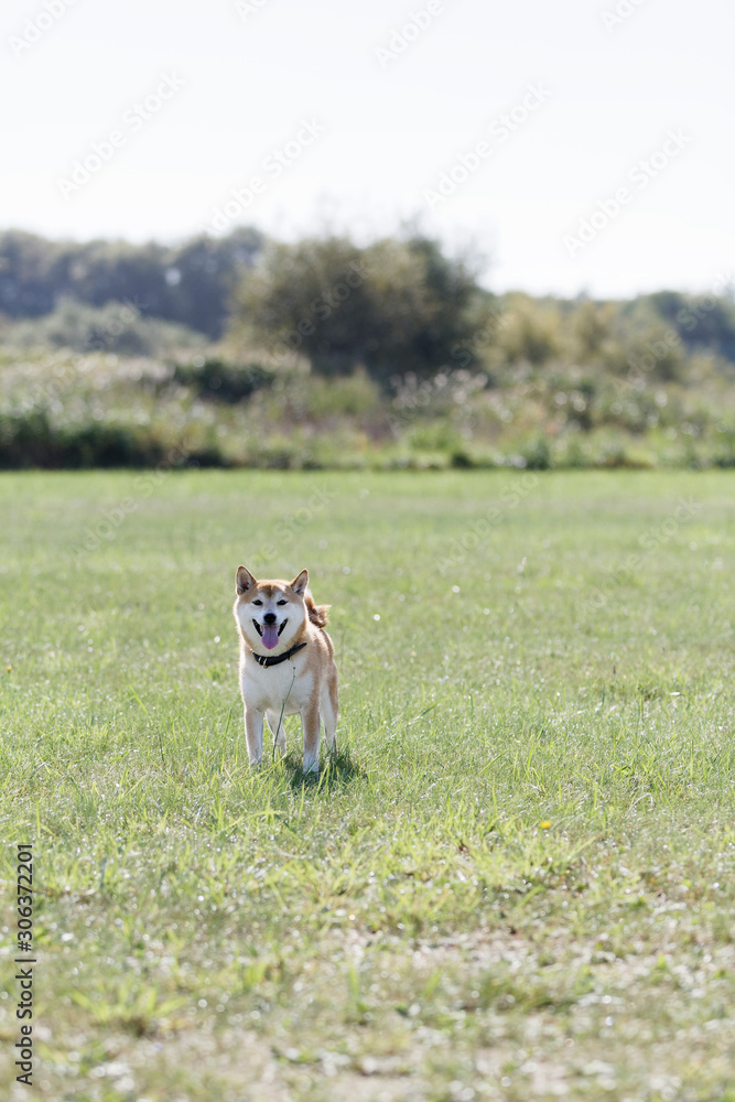 野原で遊ぶ柴犬 野原で遊ぶ柴犬