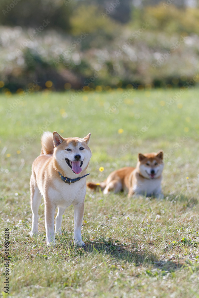 野原で遊ぶ柴犬 野原で遊ぶ柴犬