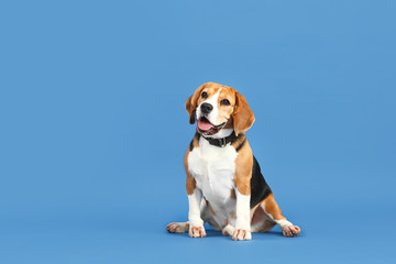 Adorable Beagle dog on color background