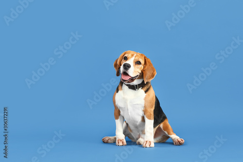 Fényképezés Adorable Beagle dog on color background