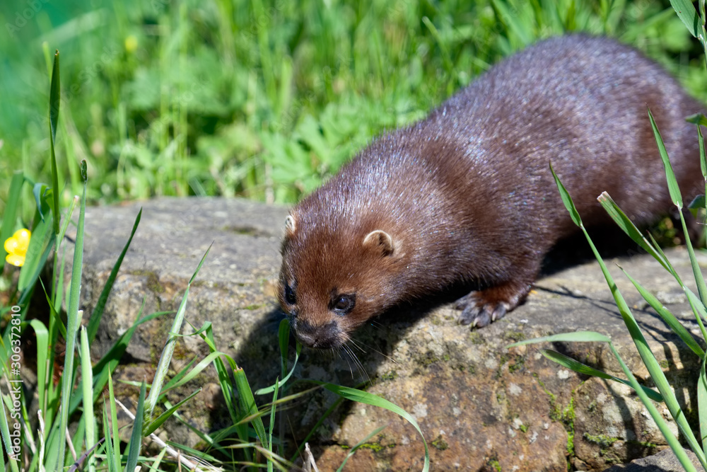 Close-up shot of an European Mink (mustela lutreola) Close-up shot of an European Mink (mustela lutreola)