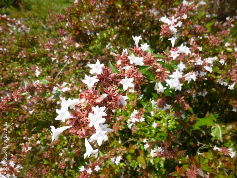 bright southern flowers and inflorescences bright southern flowers and inflorescences
