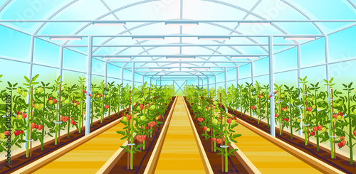 A large greenhouse with rows of tomatoes.Vector illustration.