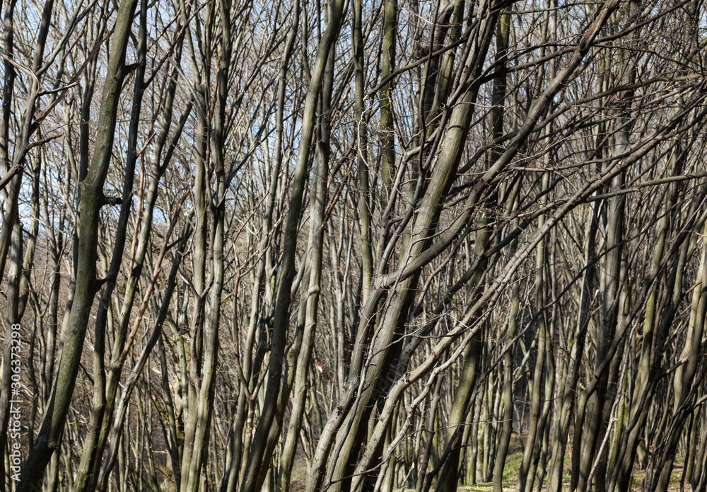 Obraz premium Bare trees in a sunny day.