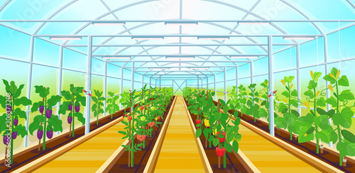 A large greenhouse with rows of bell pepper, tomatoes, cucumbers, eggplants.Vector illustration.