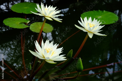 水辺で咲く熱帯睡蓮 ミセス Ｇ．Ｈ．プリングの花