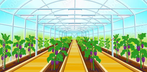 A large greenhouse with rows of eggplants.Vector illustration.