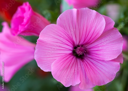Pink lavatera (mallow) flowers