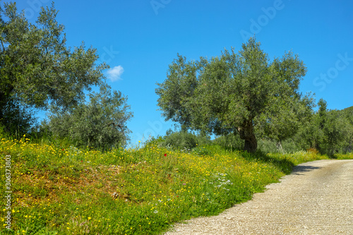 Landscape with olive trees grove in spring season with colorful blossom of wild flowers