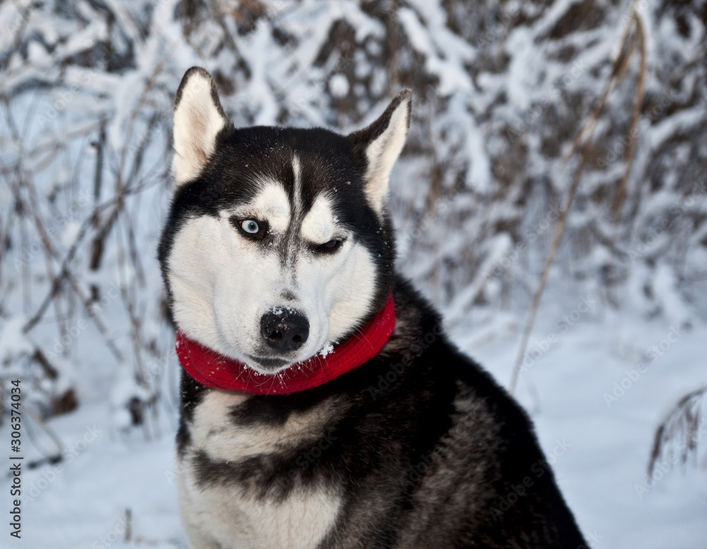 Portrait of a dog breed Siberian Husky in red scarf in profile against the background of the winter forest