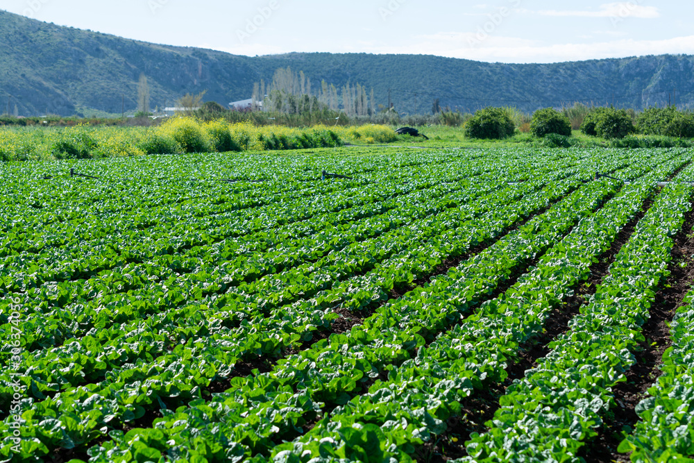 Farm field with rows of young sprouts of green romaine lettuce growing outside under greek sun.
