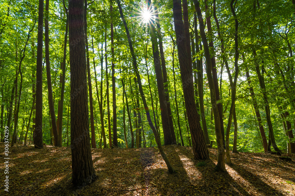 Die Sonne scheint in den Wald - Buchenwald auf Usedom Die Sonne scheint in den Wald - Buchenwald auf Usedom
