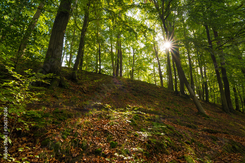 Die Sonne scheint in den Wald