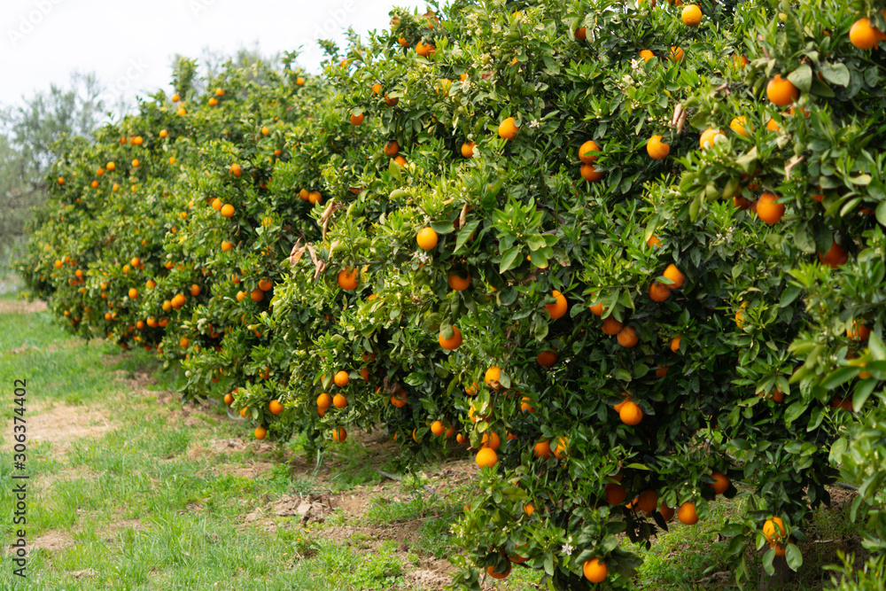 Orange citrus fruit plantation on Peloponnese, Greece, new harvest of sweet juicy oranges, landscape photo