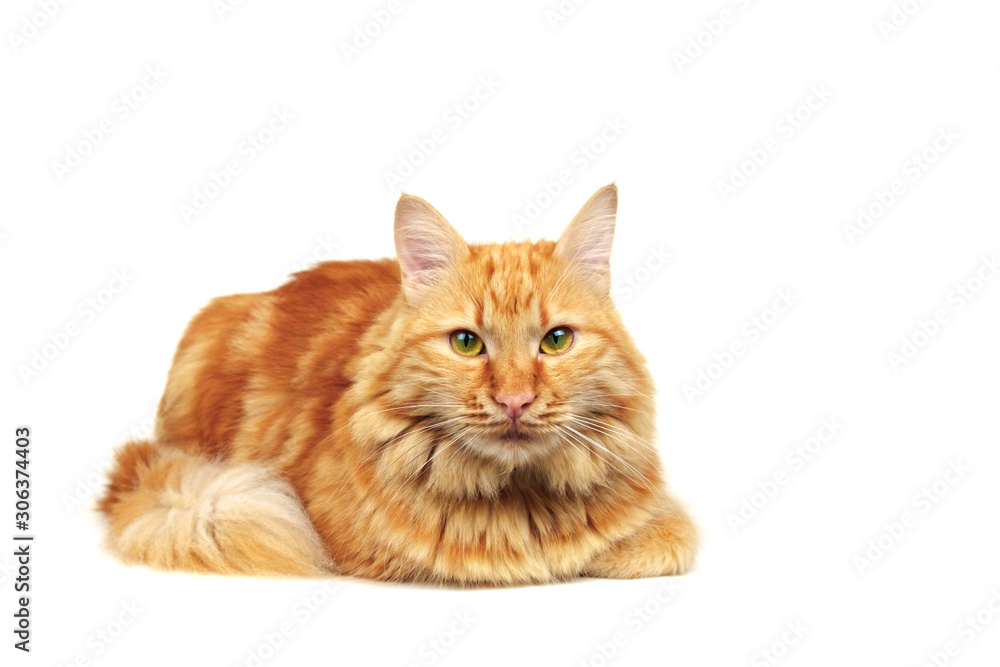 Ginger cat dozing Ginger cat dozing