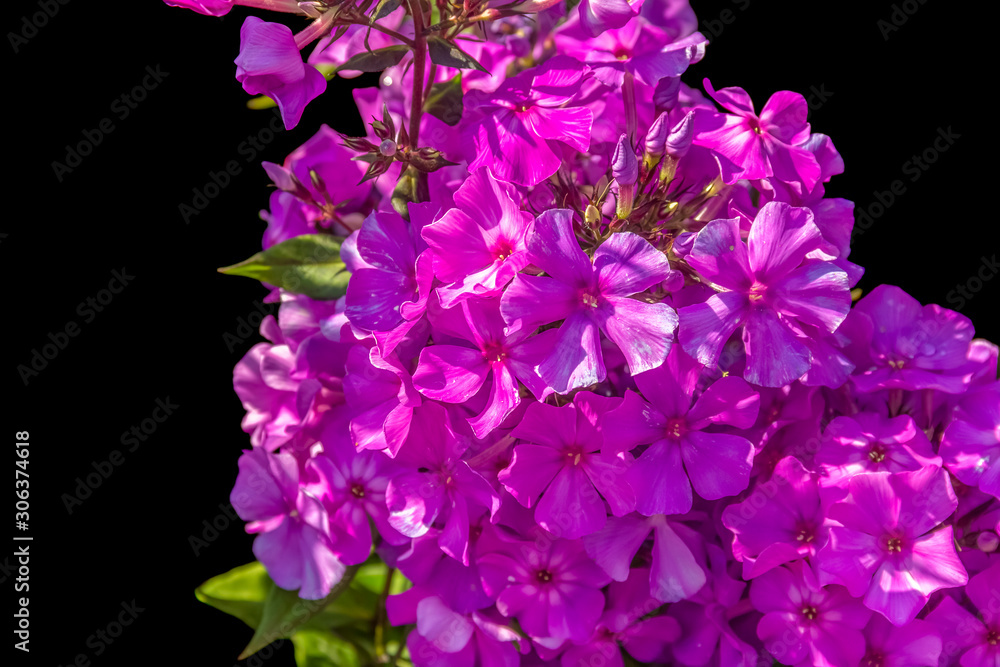 Fototapeta premium purple flowers closeup