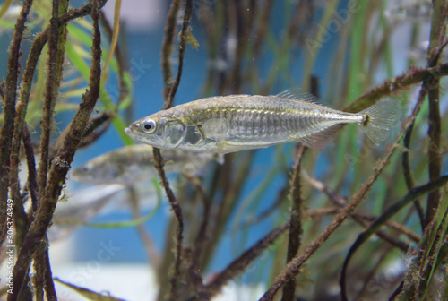Three-spined stickleback | Dreistachliger Stichling