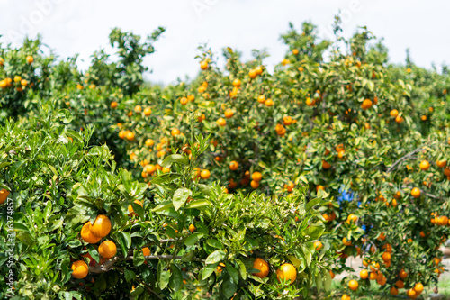 Orange citrus fruit plantation on Peloponnese, Greece, new harvest of sweet juicy oranges, landscape photo