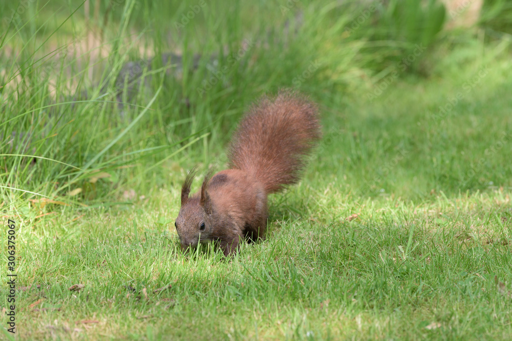 Eurasisches Eichhörnchen Eurasisches Eichhörnchen