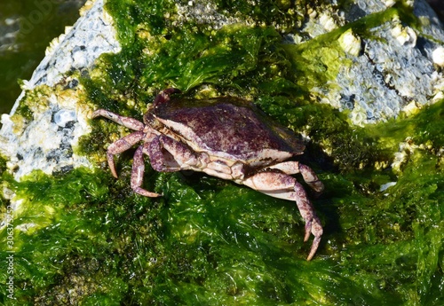 small red crab on a sea grass backgound