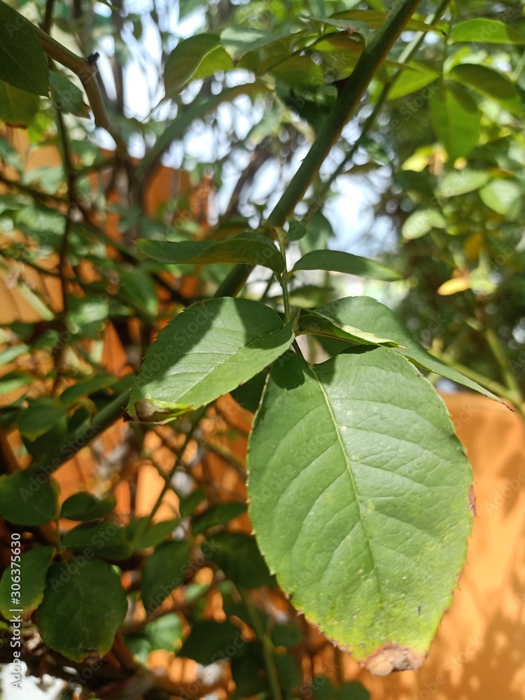 green leaves of tree green leaves of tree