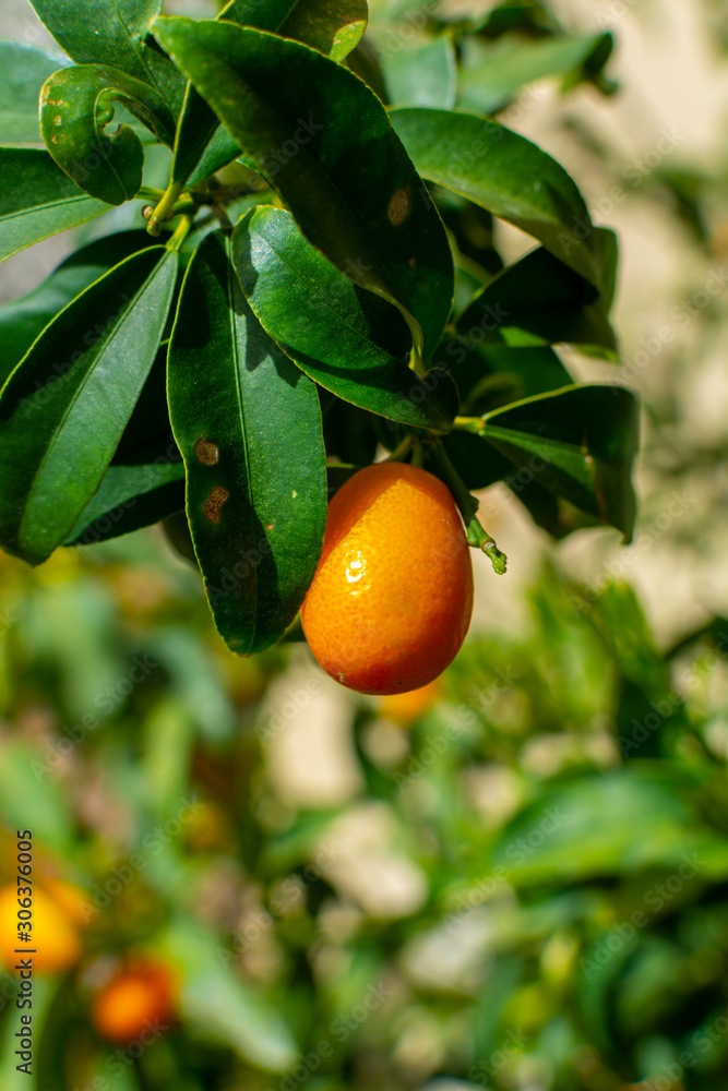 Ripe yellow kumquat citrus fruit on tree ready to harvest
