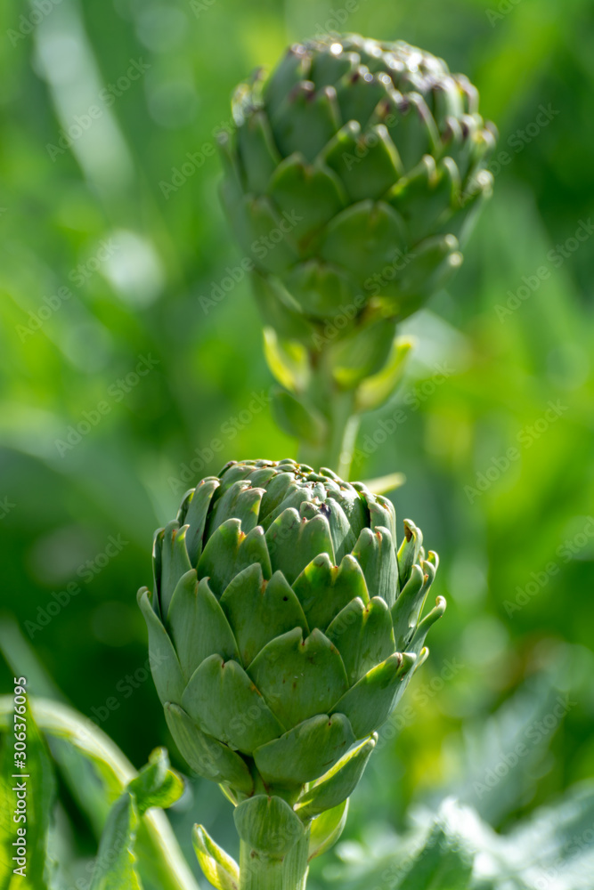 Farm field with green artichoke plants with ripe flower heads ready to new harvest Farm field with green artichoke plants with ripe flower heads ready to new harvest