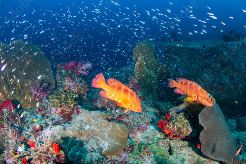 Coral Grouper on a tropical reef in the Andaman Sea