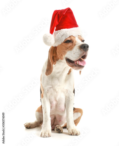 Cute dog in Santa hat on white background © Pixel-Shot