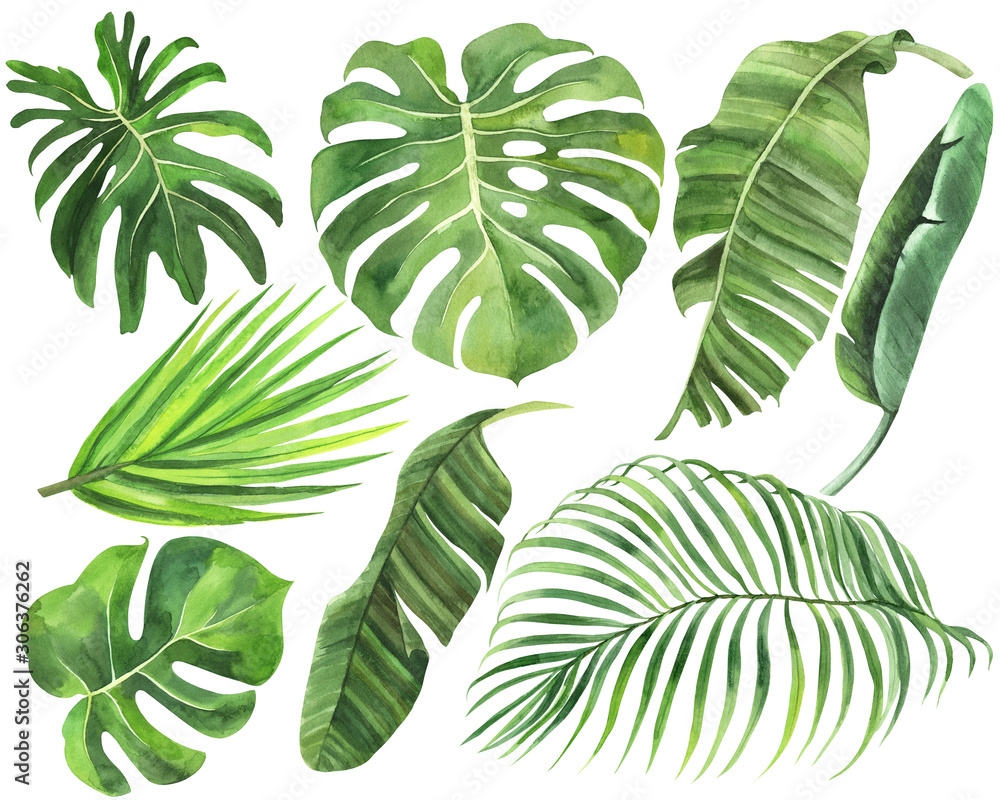 Fototapeta Set palma, monstera, bananowi liście tropikalni lasy na odosobnionym białym tle, akwareli akcyjna ilustracja, dżungla rysunek.