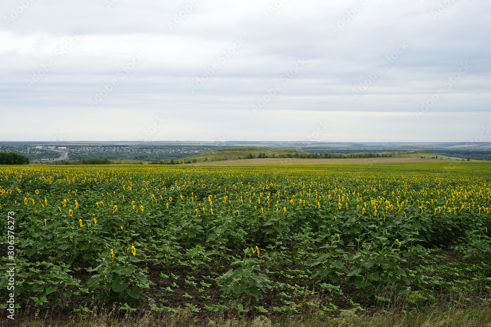 landscape, field, outdoor, road, nature, sky, summer, 