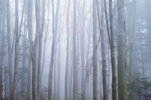 Mysterious dark beech forest in fog