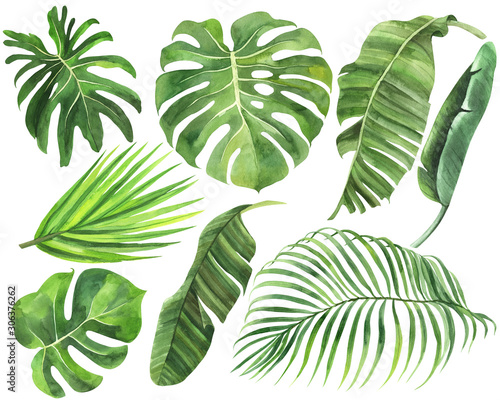 Set of palm, monstera, banana leaves of tropical forests on an isolated white background, watercolor stock illustration,  jungle drawing.