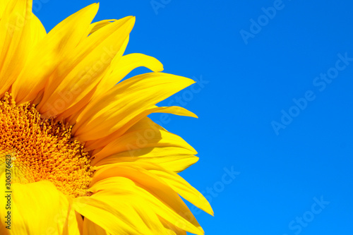 Cropped shot of sunflower over blue sky background. Abstract nature background, copy space for text.