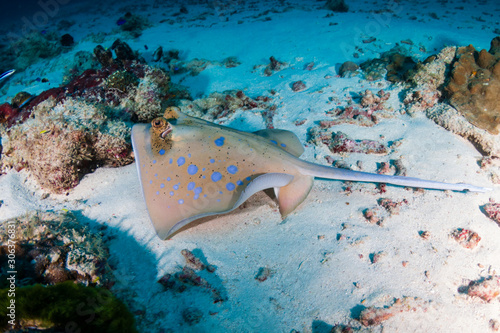 Kuhl s Stingray on the sand near a tropical coral reef in the Similan Islands