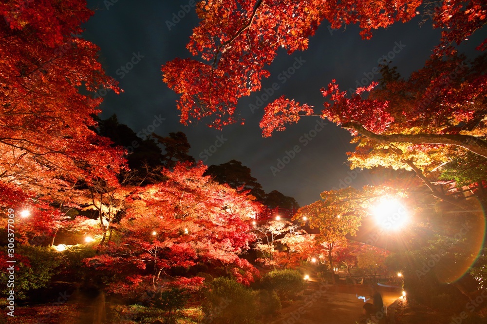 秋のもみじ谷の紅葉 秋のもみじ谷の紅葉
