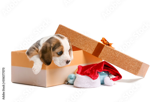 Obraz na plátně Cute beagle puppy in box and Christmas decor on white background