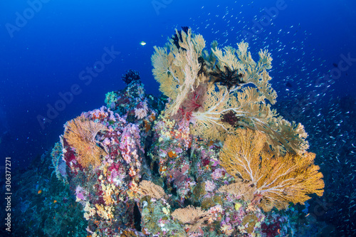 Tropical fish and colorful corals on a tropical coral reef in Thailand's Similan Islands © whitcomberd