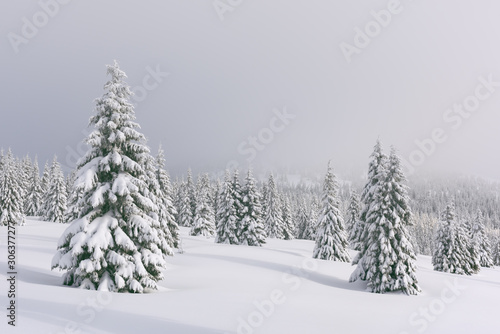 Fantastic winter landscape with snowy trees. Carpathian mountains, Ukraine, Europe. Christmas holiday concept © Ivan Kmit